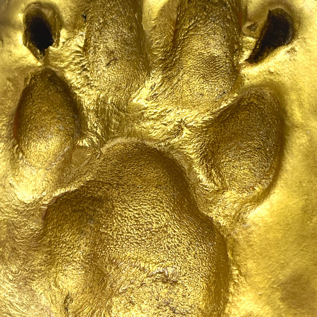 Clay Paw Print Impression with Acrylic Stand - Gold Foil Finish