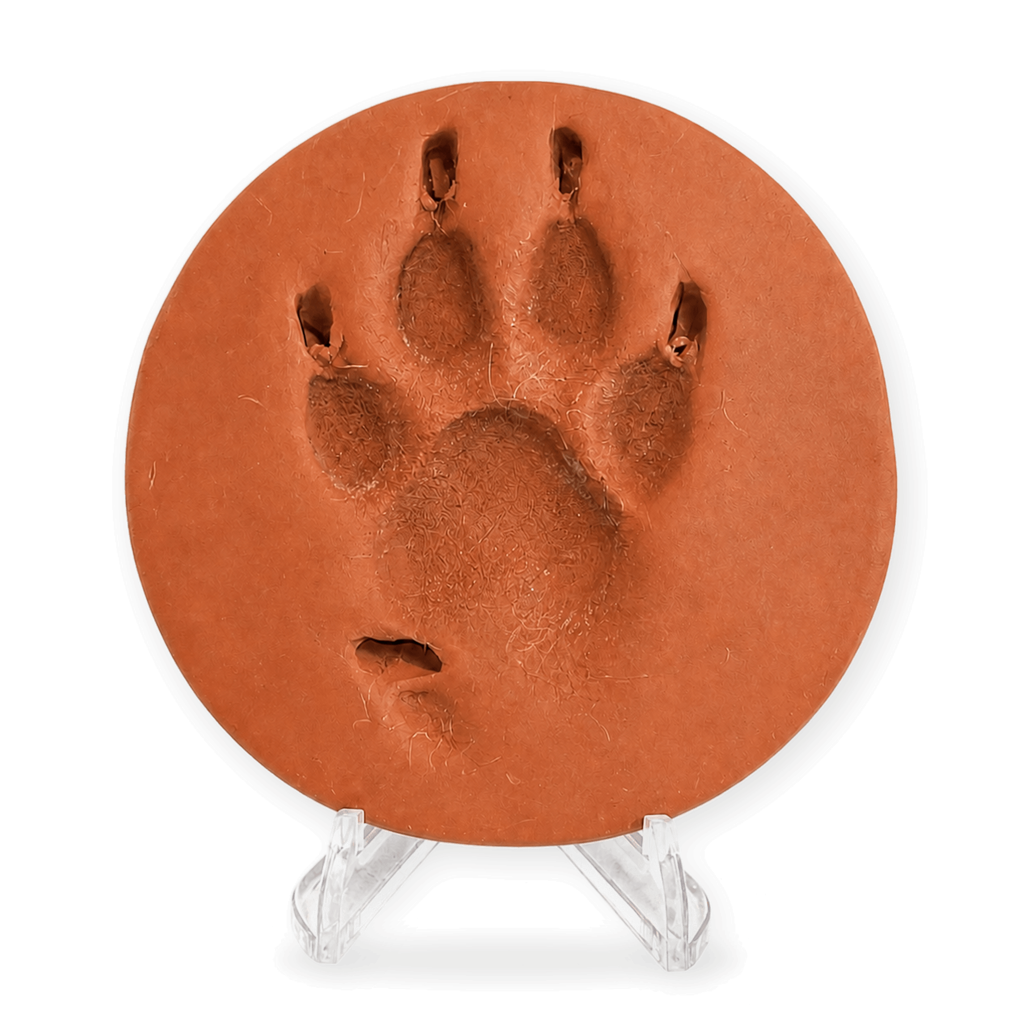 Clay Paw Print with Display Stand