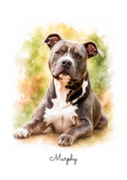 Custom watercolour portrait of Murphy the American Staffordshire Terrier