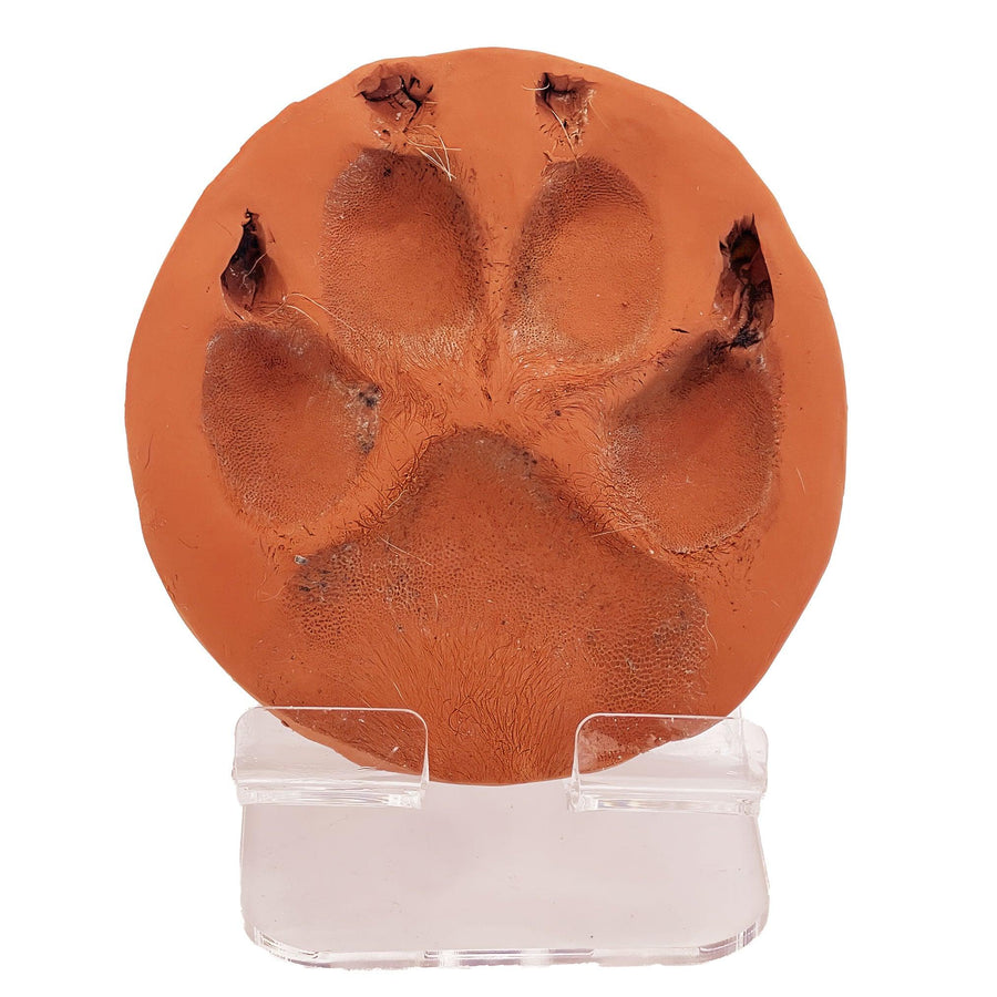 Pet Paw Impression Display on Acrylic Stand - Dogs, Cats, Rats & More - Angel Ashes