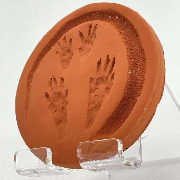 Pet Paw Impression Display on Acrylic Stand - Dogs, Cats, Rats & More - Angel Ashes